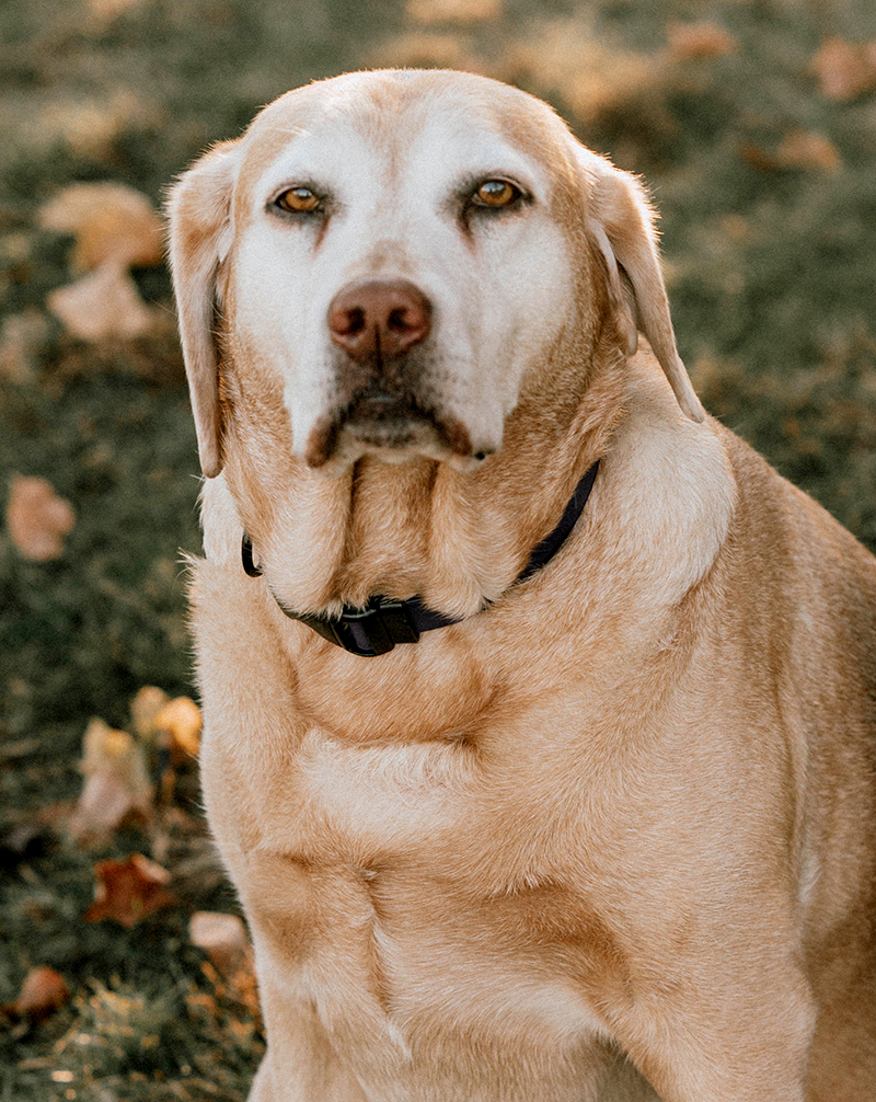 Lydia - Lydia Media Lydia - Lydia Media